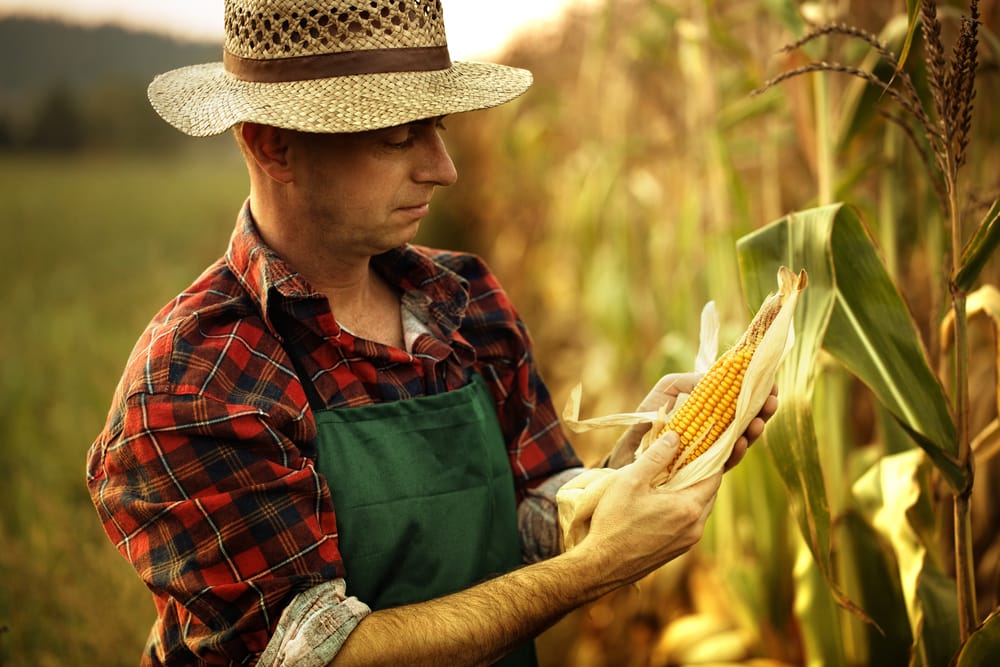Bản tin hàng hóa ngày 19/08 – USDA thông báo đã bán 195 nghìn tấn ngô