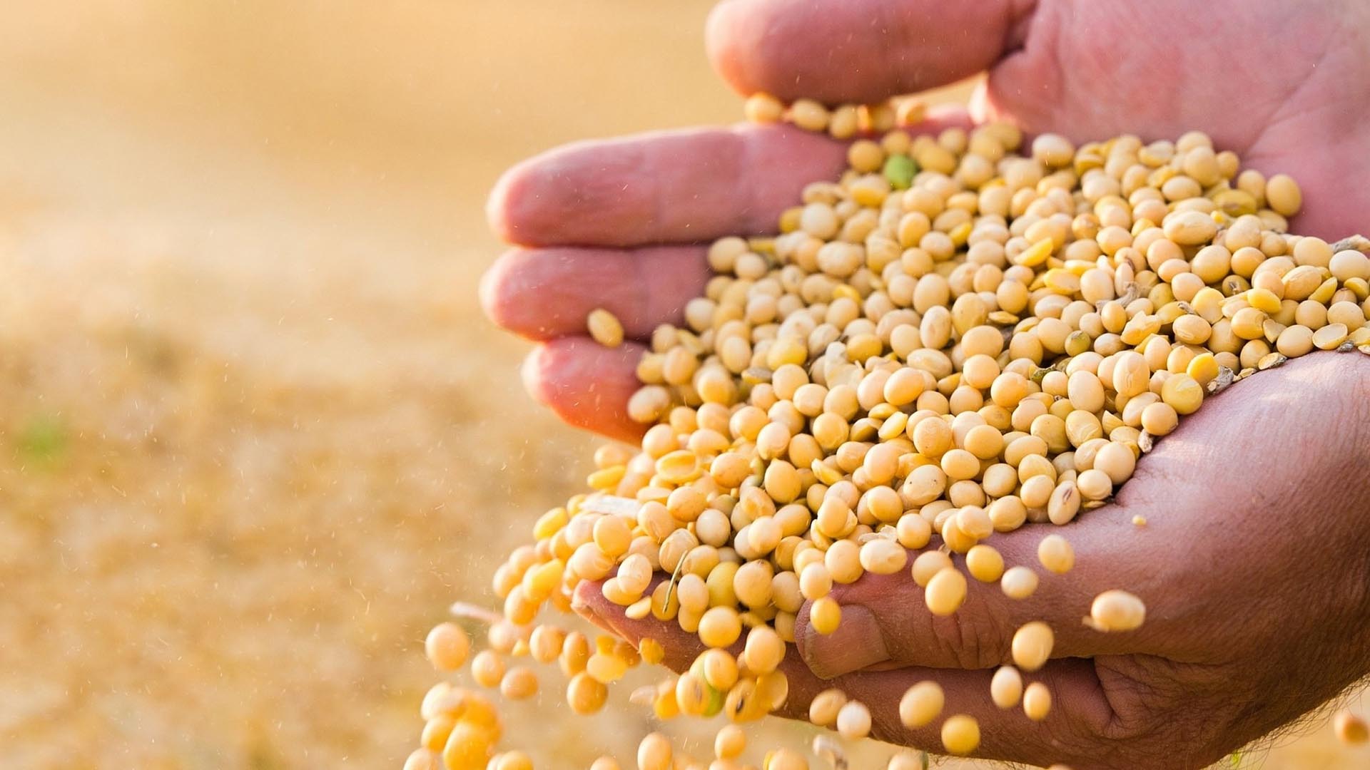 Bản Tin Hàng Hóa 09.03: Các Mặt Hàng Nông Sản Diễn Biến Trái Chiều Trong Phiên Đầu Tuần