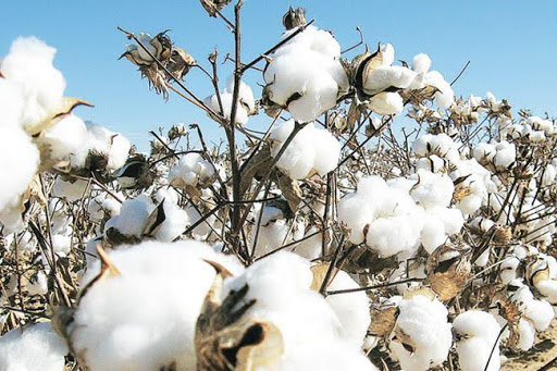 Bản Tin Hàng Hóa Ngày 12.03: Sắc Xanh Phủ Kín Các Loại Mặt Hàng Công Nghiệp