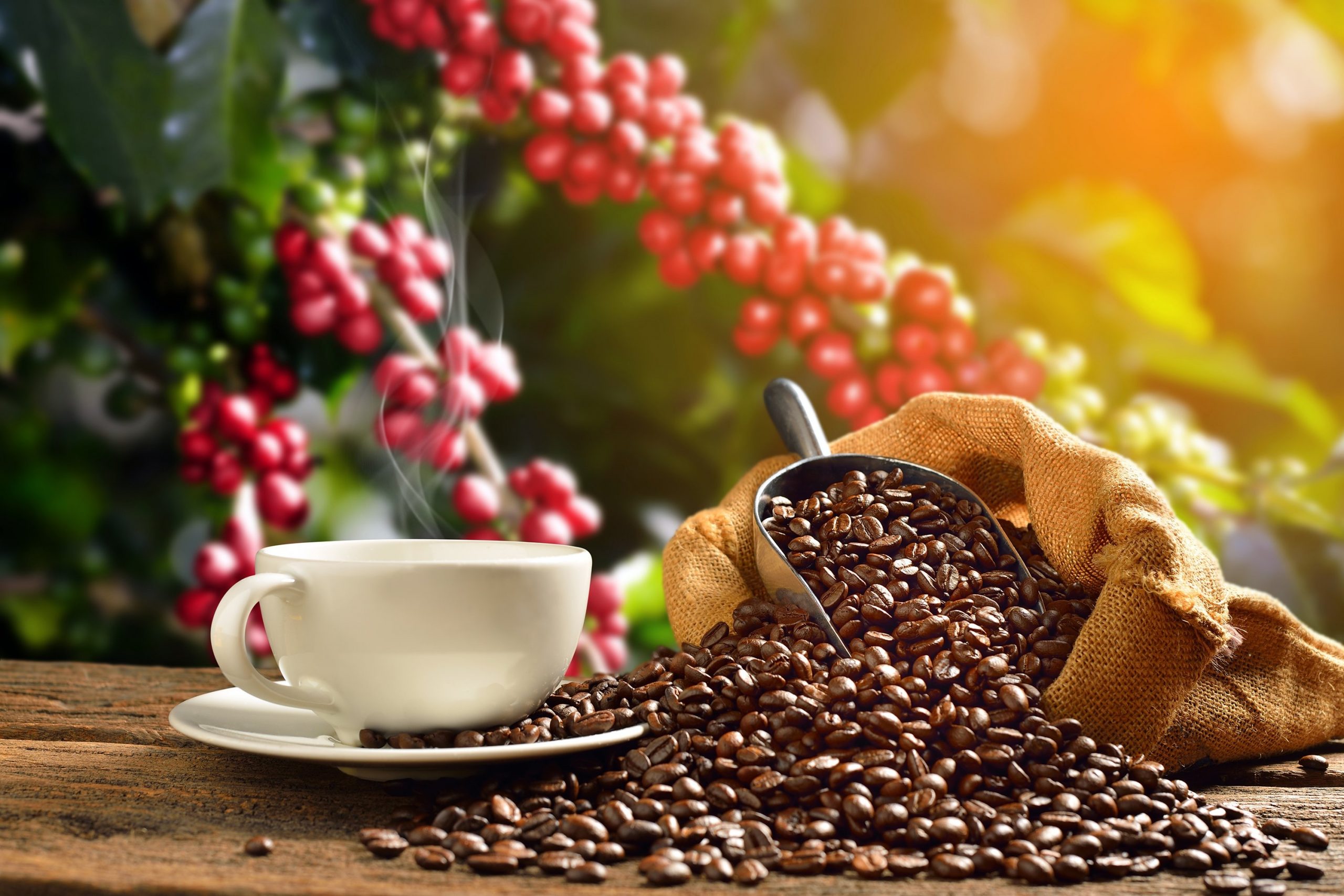Phân Tích Cà Phê Arabica Và Robusta Ngày 01/04/2021: Xu Hướng Giảm Vẫn Tiếp Tục