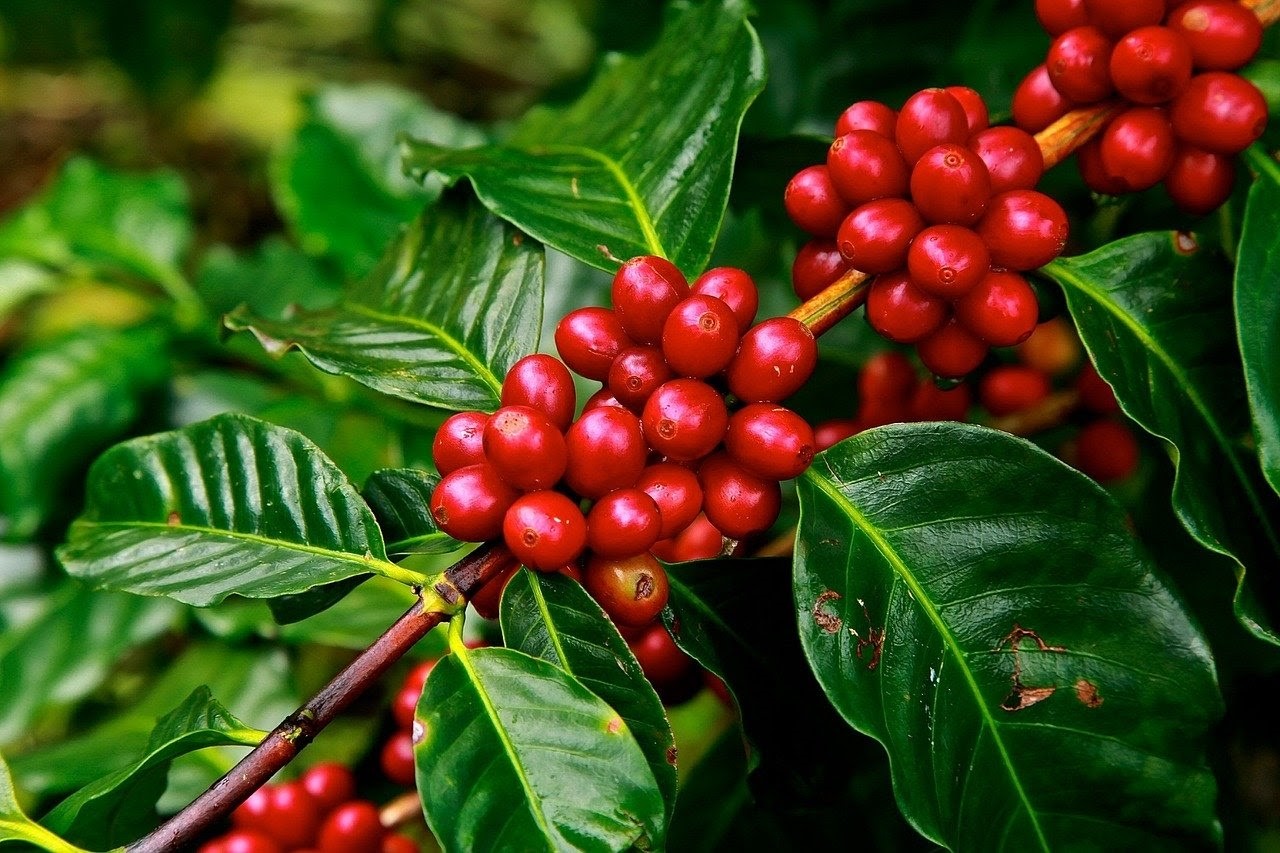 Phân Tích Cà Phê Arabica Và Robusta Ngày 08/04/2021: Robusta Liệu Có Tăng Giá?