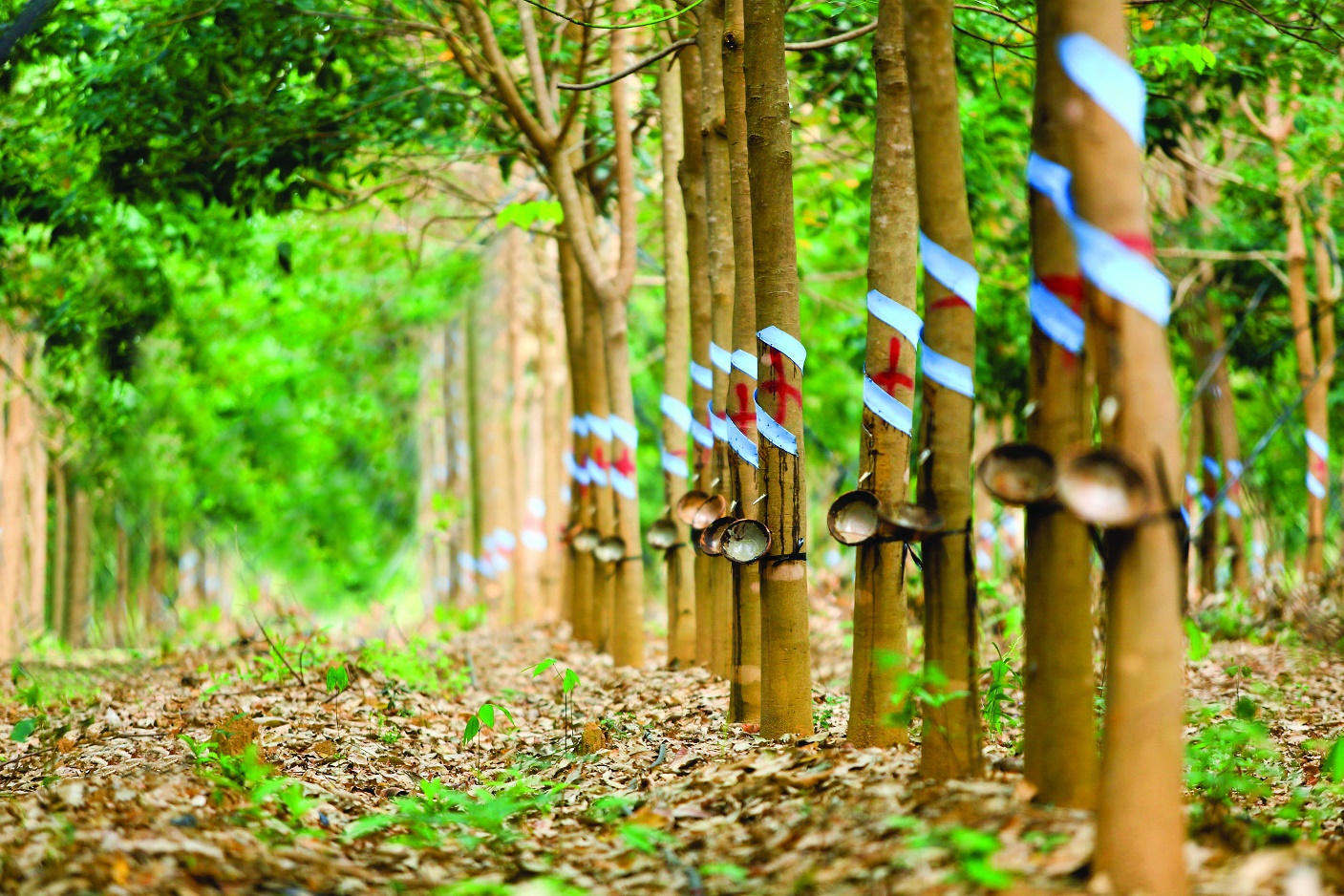 Bản Tin Cao Su Ngày 10/06/2021: Giá Cao Su Đảo Chiều Tăng Trở Lại Do Thông Tin Từ Mỹ
