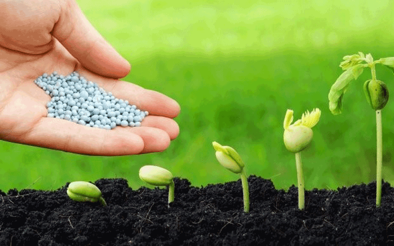 Giá Phân Bón Dự Kiến Mức Cao Ảnh Hưởng Đến Giá Cả Nông Sản