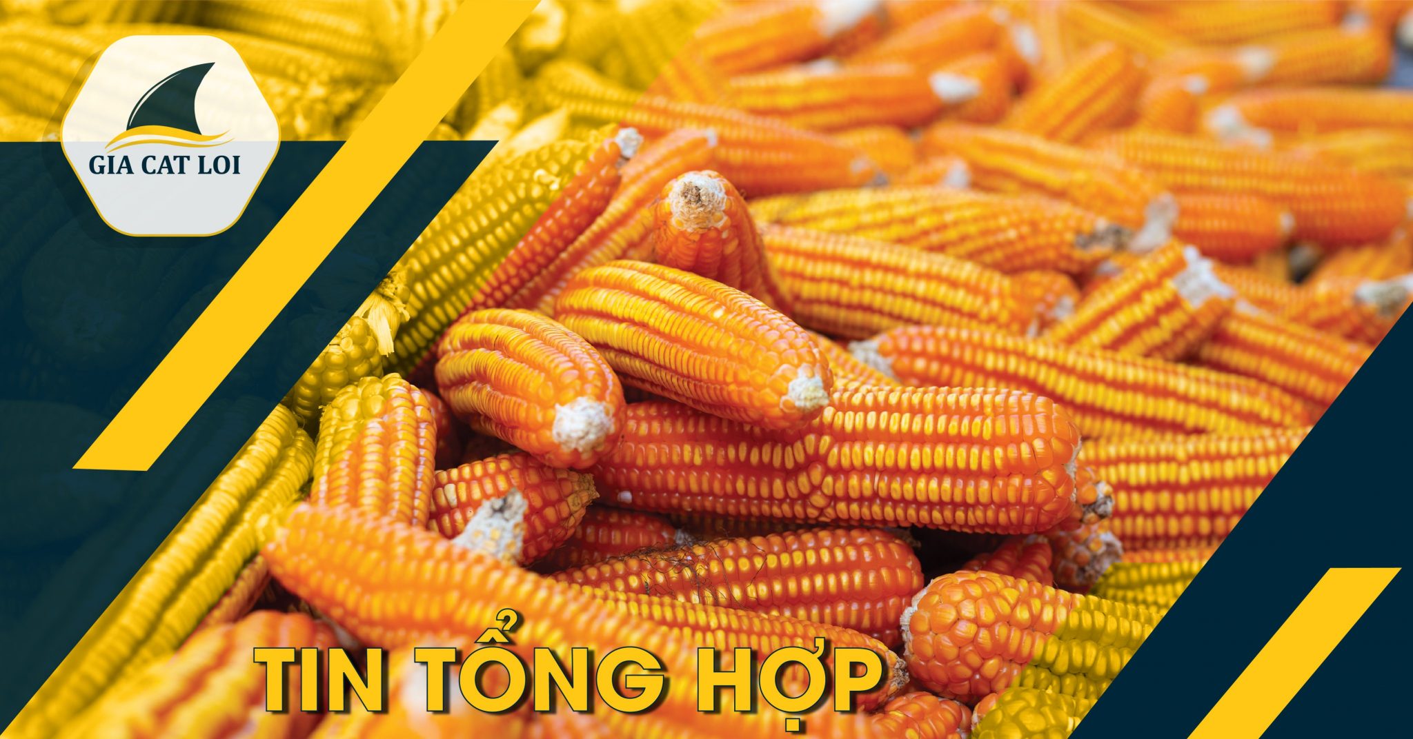 Bản Tin Nông Sản Ngày 18/08/2021: Xuất Khẩu Ngô Của Brazil Cải Thiện Trong Tuần Thứ Hai Của Tháng 8