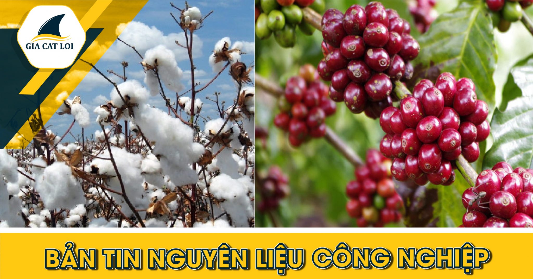 Phân Tích Nhóm Nguyên Liệu Công Nghiệp Ngày 21/10/2021: Giá Cà Phê Trên Hai Sàn Cùng Tăng