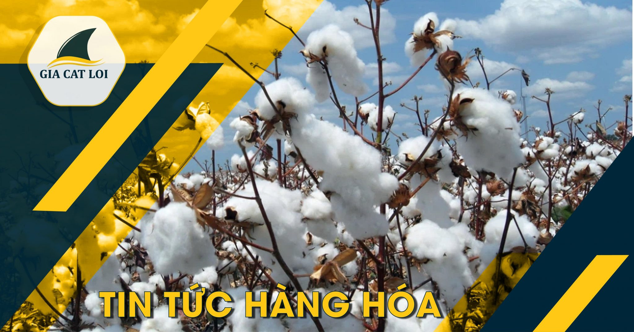Bản Tin Bông Ngày 29/11/2021: Giá Bông Giảm Mạnh Do Ảnh Hưởng Tâm Lý Từ Thị Trường