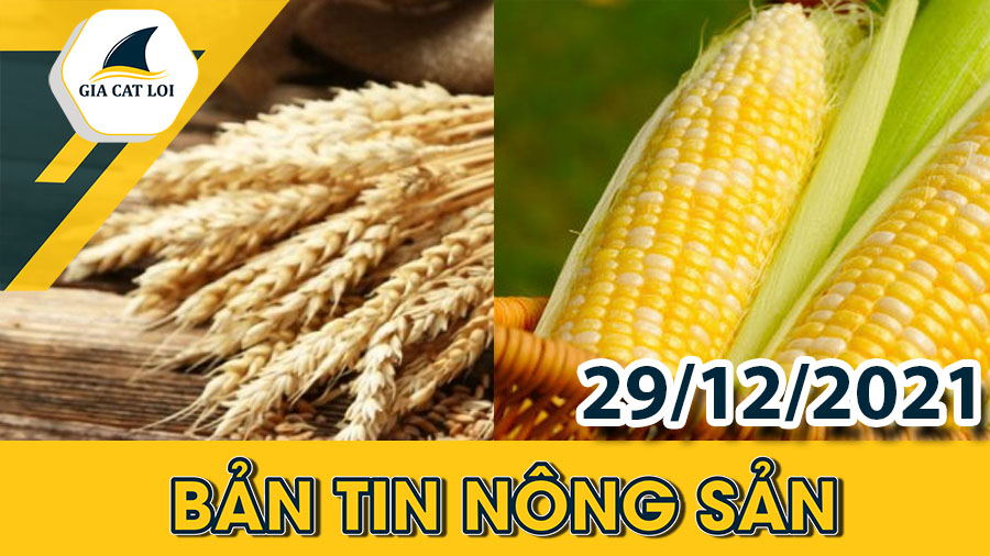 Phân Tích Nhóm Nông Sản Ngày 29/12/2021: Thị Trường Tiêu Thụ Ngô Đang Rất Tốt