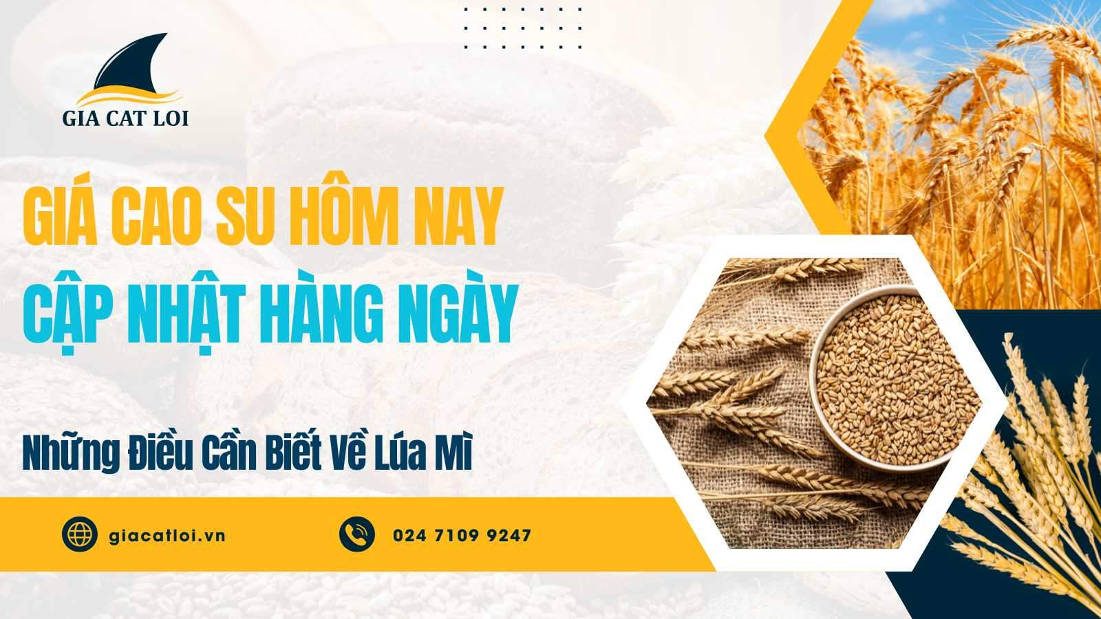 Thị Trường Giá Cao Su Thế Giới Hôm Nay – Tìm Hiểu Sản Phẩm Cao Su