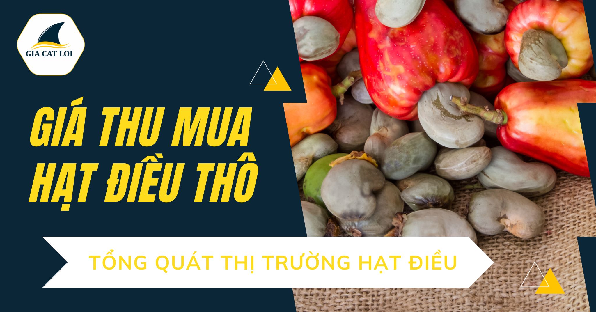 Giá Thu Mua Hạt Điều Thô – Tổng Quát Thị Trường Hạt Điều