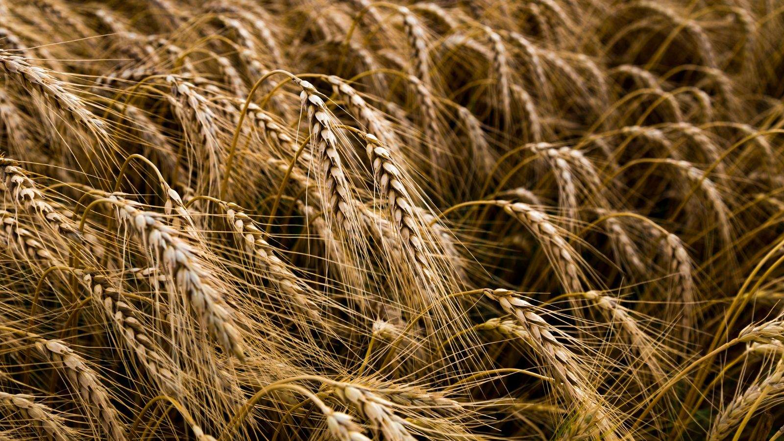 tai sao lua mi kansas co gia tri