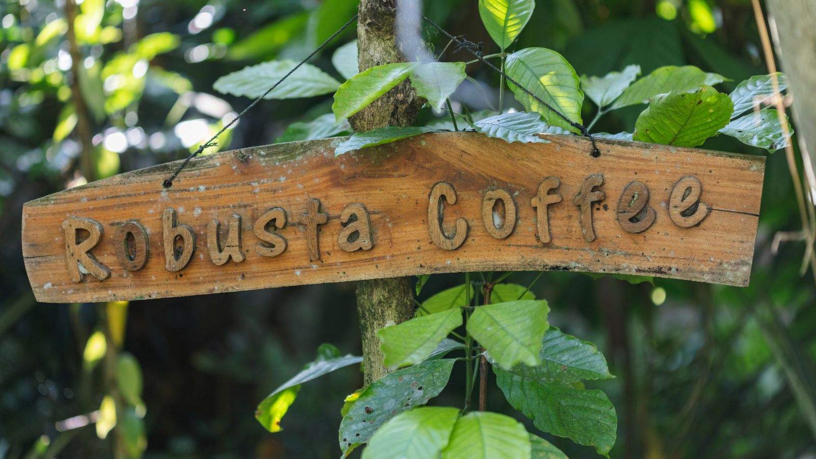 yeu to anh huong den gia ca phe robusta